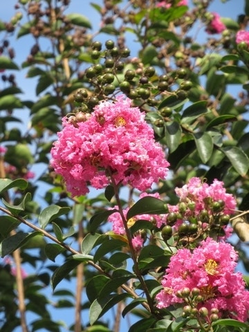  Roze Lagerstroemia Als Boom (Lagerstroemia Indica)
