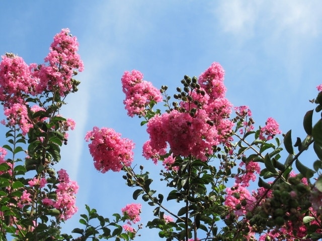  Roze Lagerstroemia Als Boom (Lagerstroemia Indica)