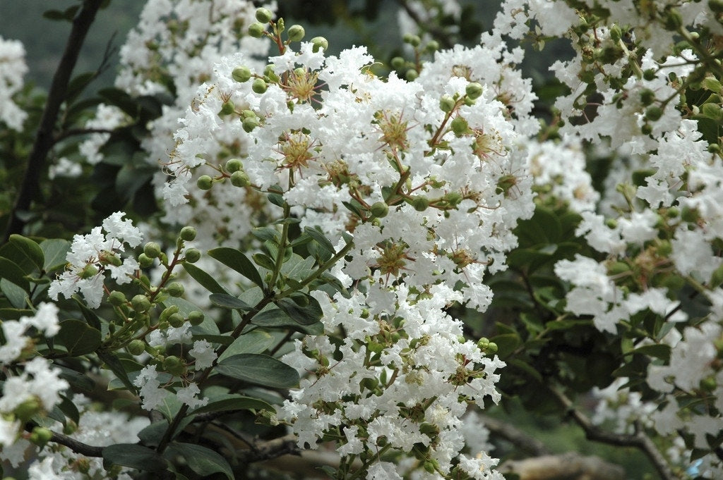  Lagerstroemia Wit (Lagerstroemia Indica)