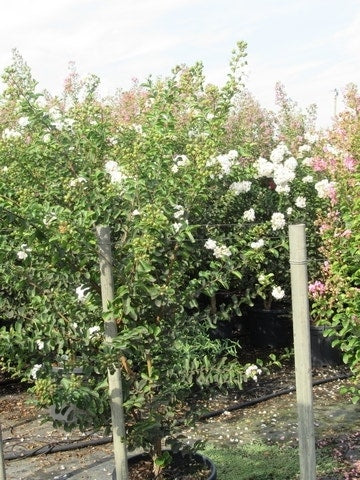 Lagerstroemia Wit (Lagerstroemia Indica)