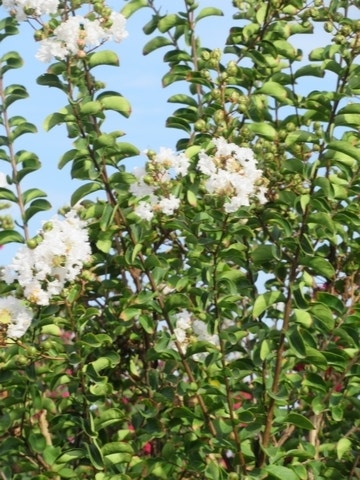  Lagerstroemia Wit (Lagerstroemia Indica)