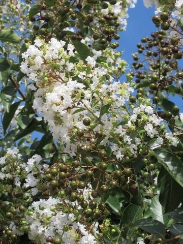  Lagerstroemia Wit (Lagerstroemia Indica)
