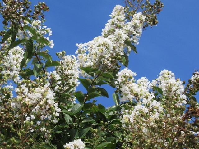  Lagerstroemia Wit (Lagerstroemia Indica)