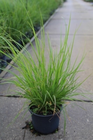  Lampepoetsersgras (Pennisetum Alopecuroides)