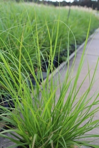  Lampepoetsersgras (Pennisetum Alopecuroides)