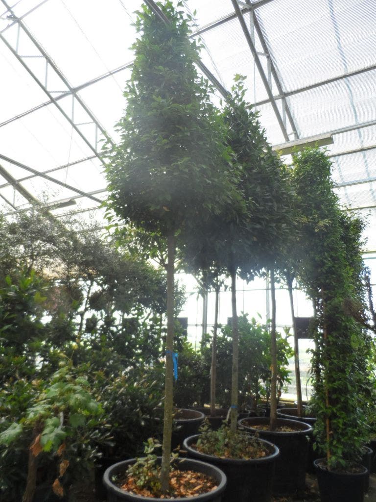  Echte Laurier Als Piramide (Laurus Nobilis)