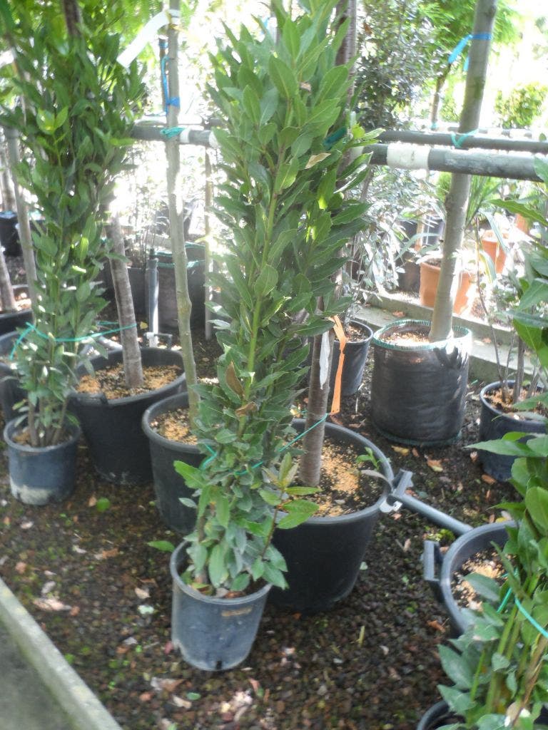  Echte Laurier Als Piramide (Laurus Nobilis)