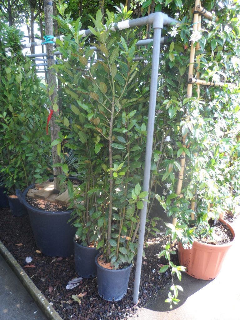  Echte Laurier Als Piramide (Laurus Nobilis)
