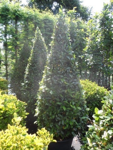  Echte Laurier Als Piramide (Laurus Nobilis)