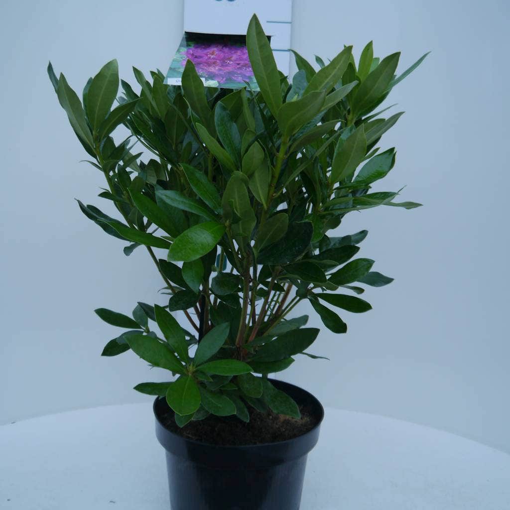  Rhododendron (Rhododendron 'Lee's Dark Purple')