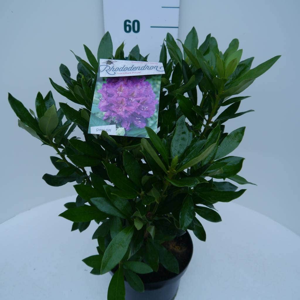  Rhododendron (Rhododendron 'Lee's Dark Purple')