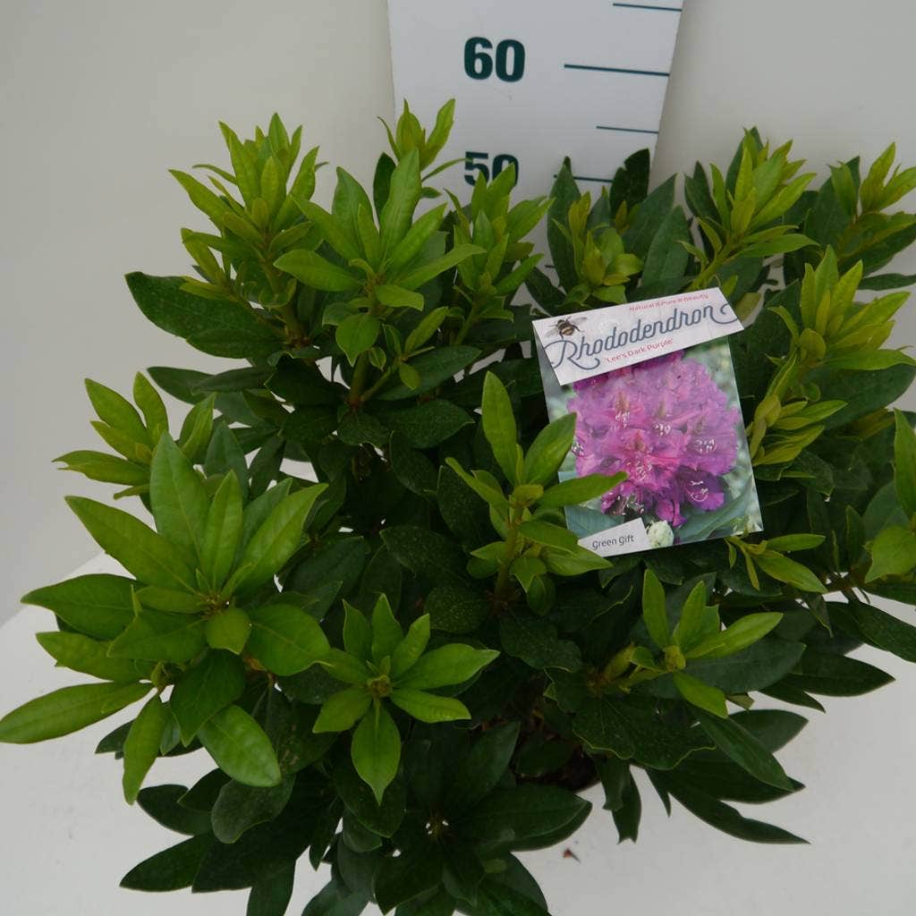  Rhododendron (Rhododendron 'Lee's Dark Purple')