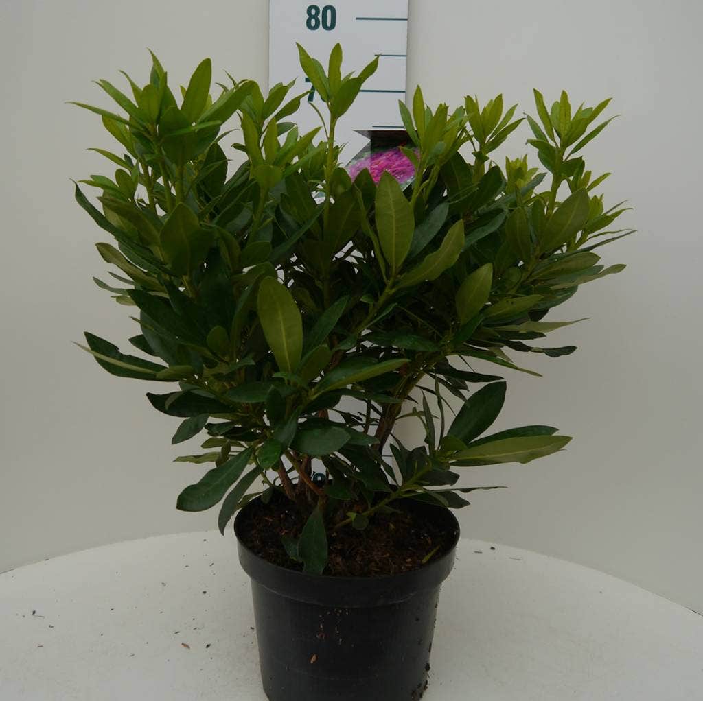  Rhododendron (Rhododendron 'Lee's Dark Purple')