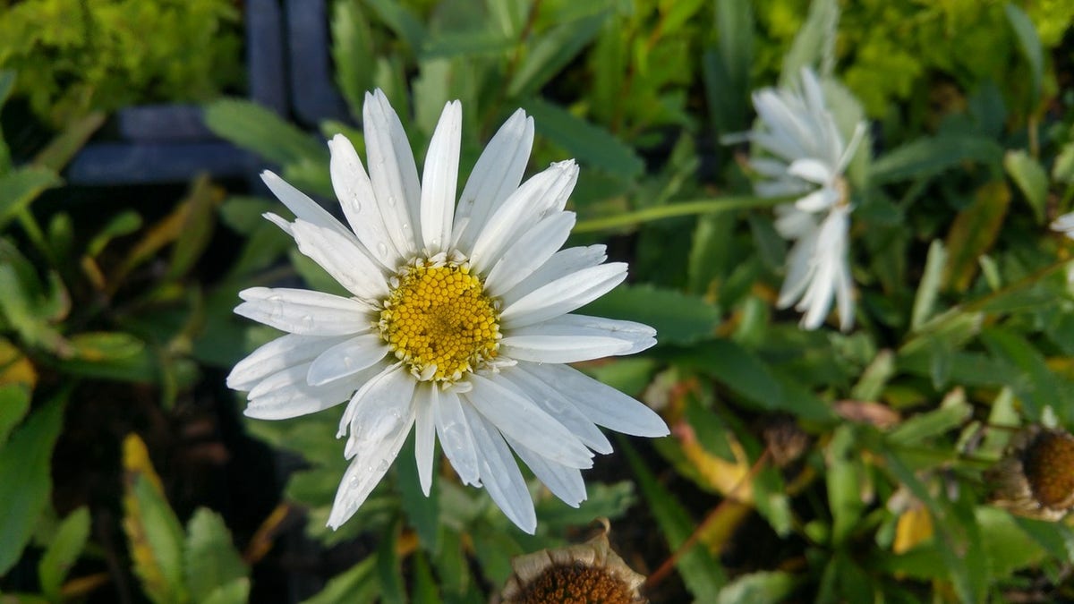  Margriet (Leucanthemum 'Christine Hagemann')