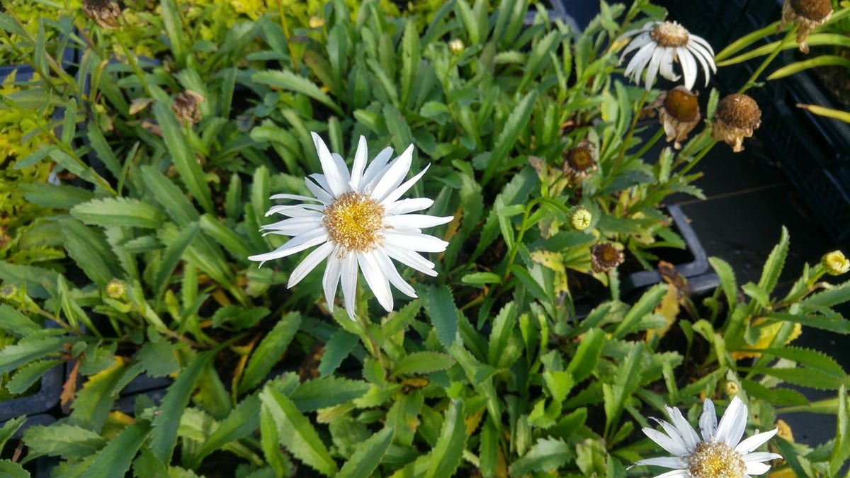  Margriet (Leucanthemum 'Christine Hagemann')