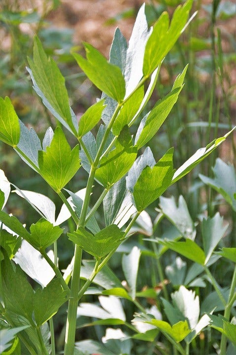  Maggiplant (Levisticum Officinale) BIO