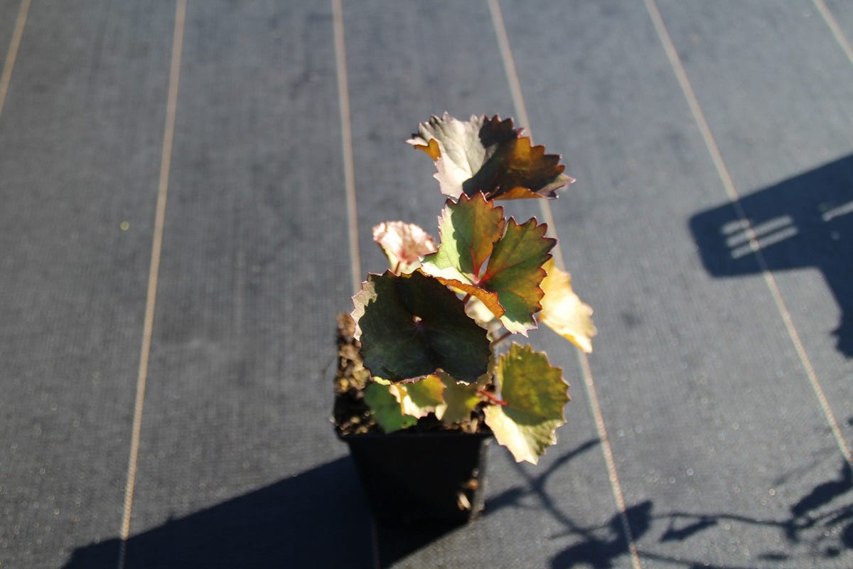  Kruiskruid (Ligularia Dentata 'Desdemona')