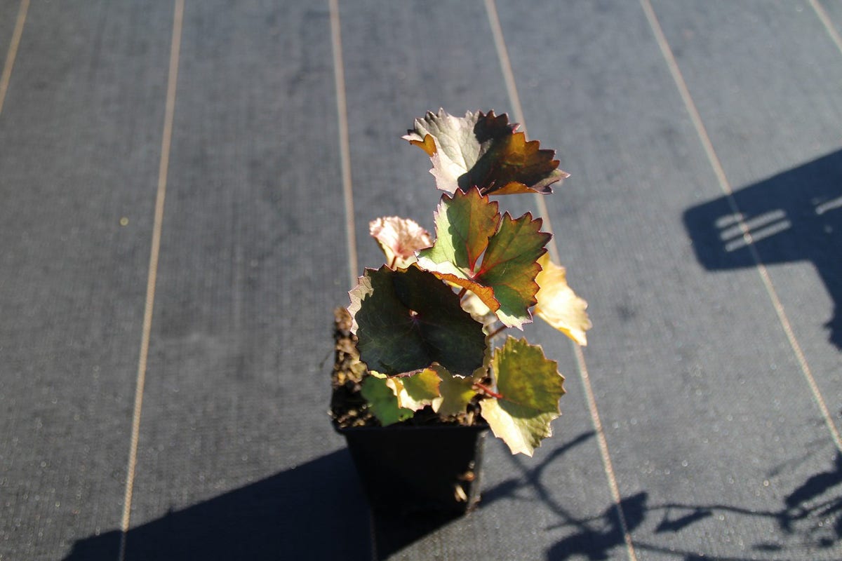  Kruiskruid (Ligularia Dentata 'Desdemona')