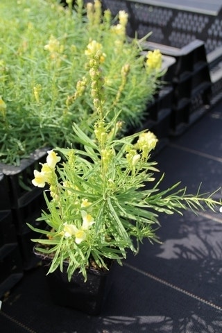  Vlasleuwebekje (Linaria Vulgaris)
