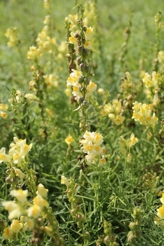  Vlasleuwebekje (Linaria Vulgaris)