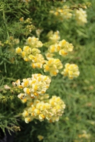  Vlasleuwebekje (Linaria Vulgaris)