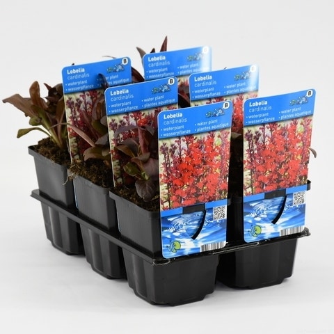  Rode Scharlakenlobelia Waterlobelia (Lobelia Cardinalis)