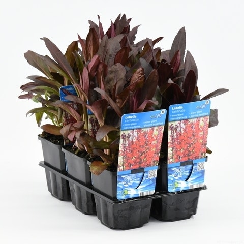 Rode Scharlakenlobelia Waterlobelia (Lobelia Cardinalis)