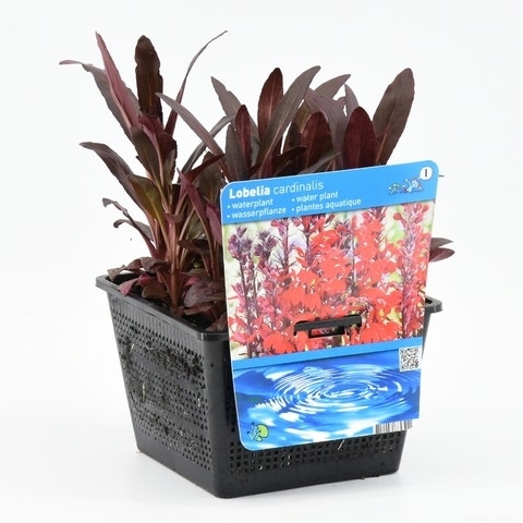  Rode Scharlakenlobelia Waterlobelia (Lobelia Cardinalis)