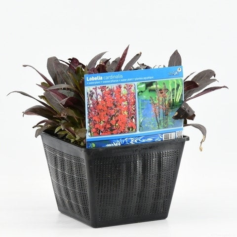  Rode Scharlakenlobelia Waterlobelia (Lobelia Cardinalis)