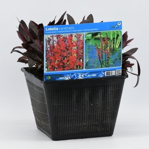  Rode Scharlakenlobelia Waterlobelia (Lobelia Cardinalis)