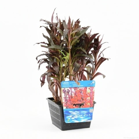  Rode Scharlakenlobelia Waterlobelia (Lobelia Cardinalis)