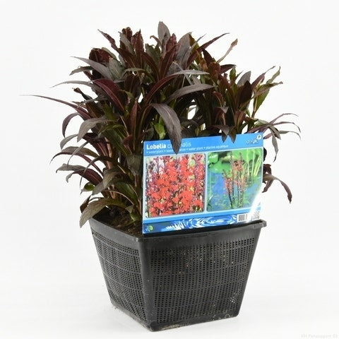  Rode Scharlakenlobelia Waterlobelia (Lobelia Cardinalis)