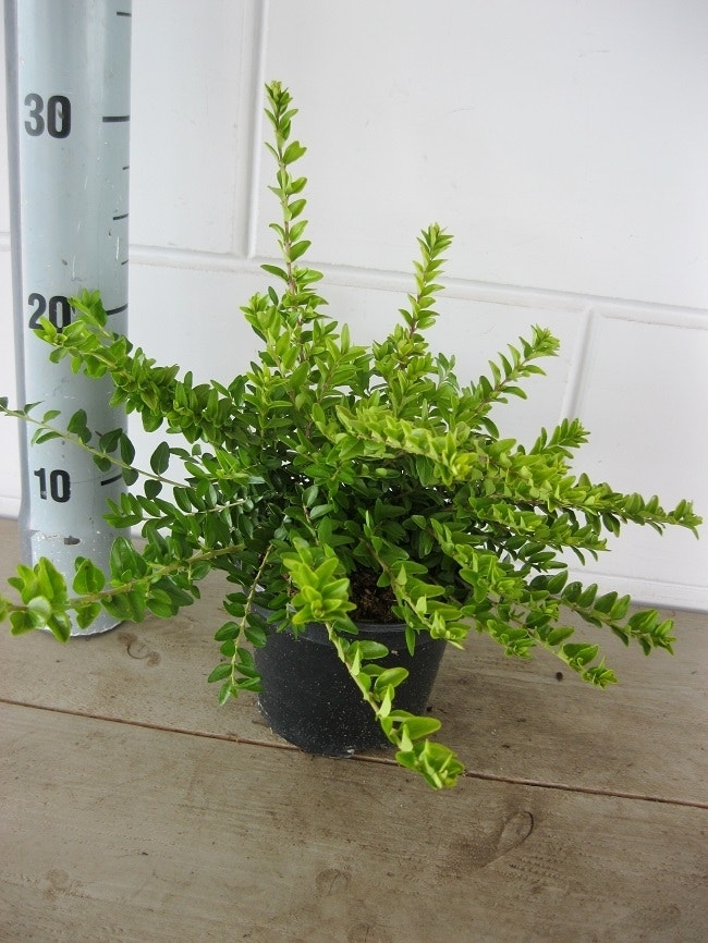  Struikkamperfoelie (Lonicera Nitida 'Maigrun')