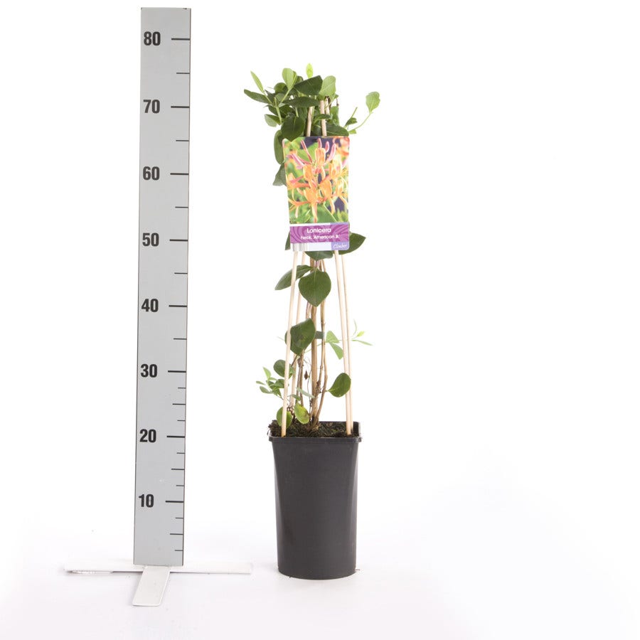  Kamperfoelie (Lonicera Heckrottii 'American Beauty')