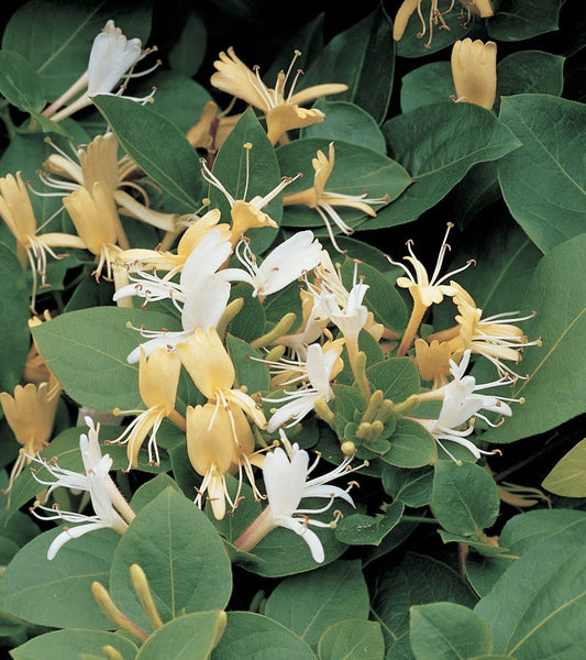  Kamperfoelie (Lonicera Japonica 'Hall's Prolific')