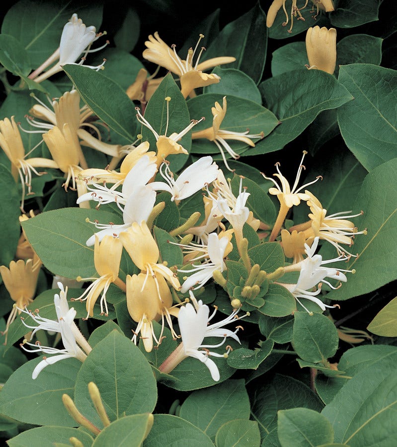  Kamperfoelie (Lonicera Japonica 'Hall's Prolific')