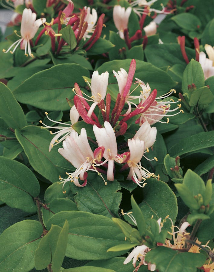  Kamperfoelie (Lonicera Japonica 'Red World')