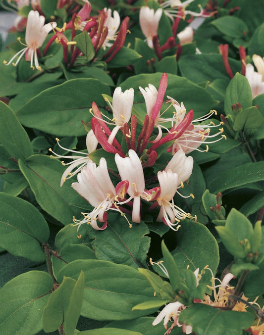  Kamperfoelie (Lonicera Japonica 'Red World')