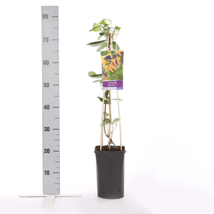  Kamperfoelie (Lonicera 'Mandarin')