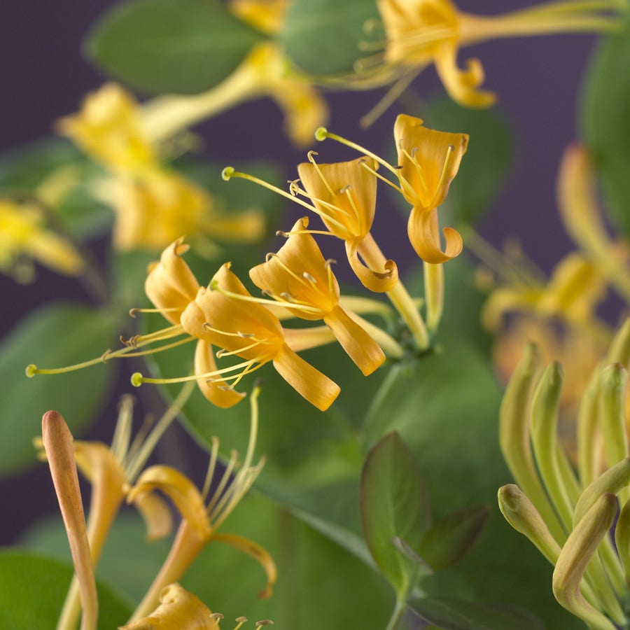  Kamperfoelie (Lonicera 'Mandarin')