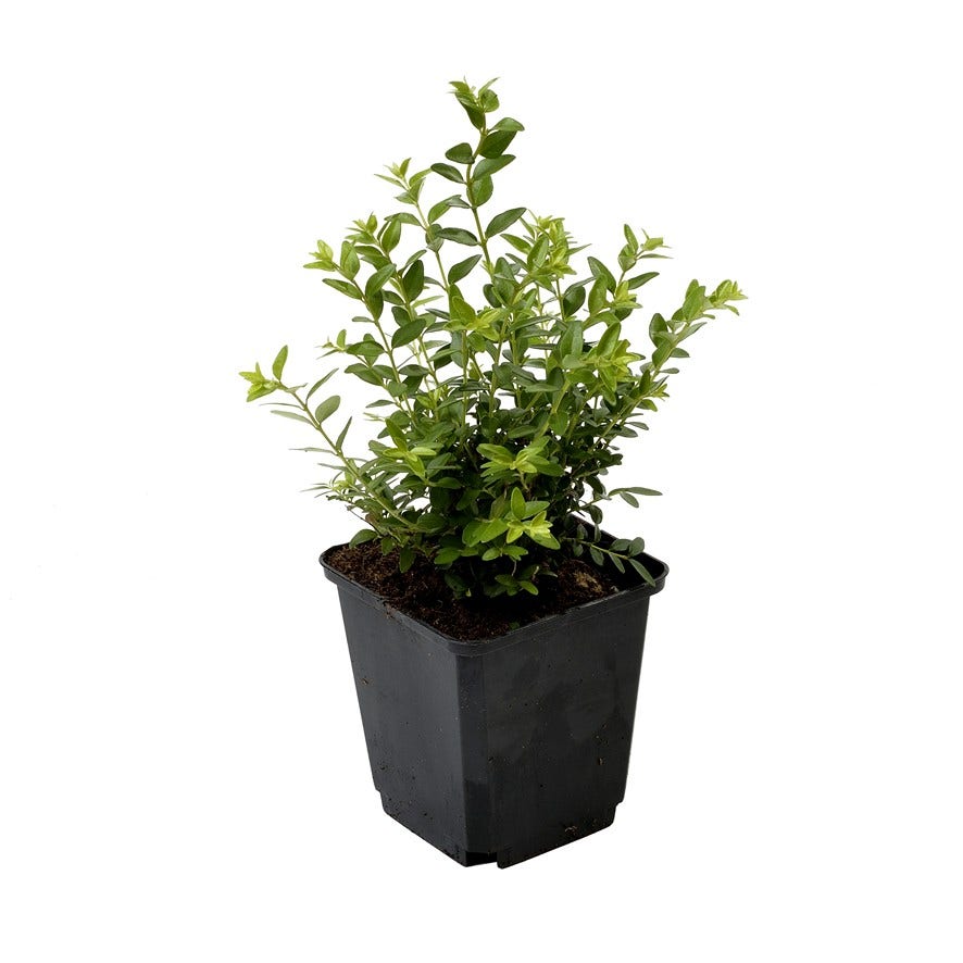  Struikkamperfoelie (Lonicera Nitida 'Maigrun')