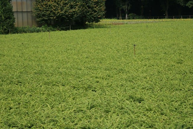  Struikkamperfoelie (Lonicera Nitida 'Maigrun')