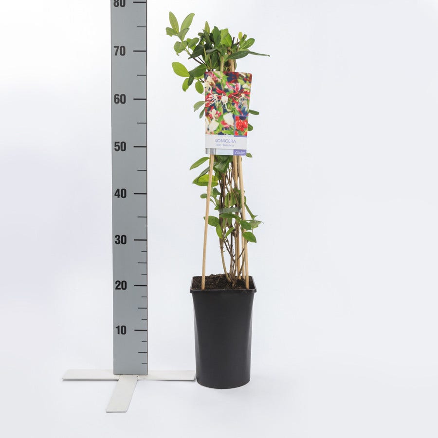  Kamperfoelie (Lonicera Periclymenum 'Serotina')