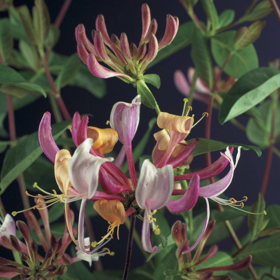  Kamperfoelie (Lonicera Periclymenum 'Serotina')