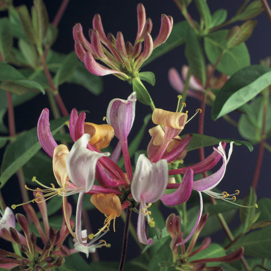  Kamperfoelie (Lonicera Periclymenum 'Serotina')