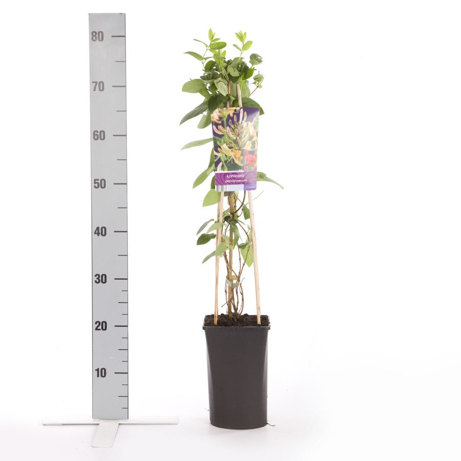  Kamperfoelie (Lonicera Periclymenum)
