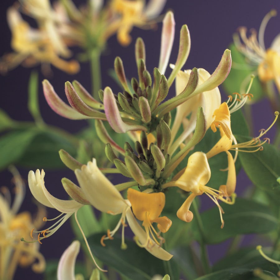  Kamperfoelie (Lonicera Periclymenum)