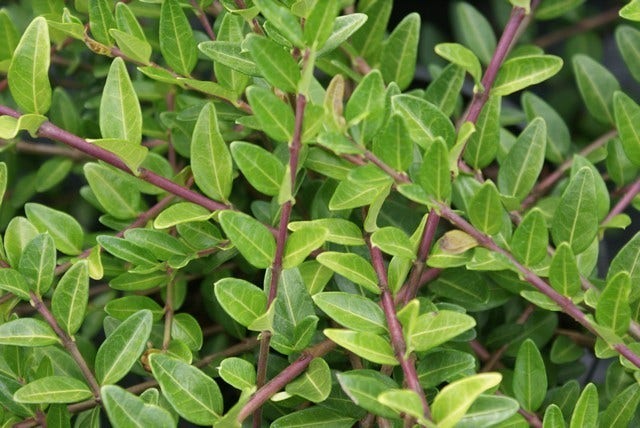  Struikkamperfoelie (Lonicera Pileata)