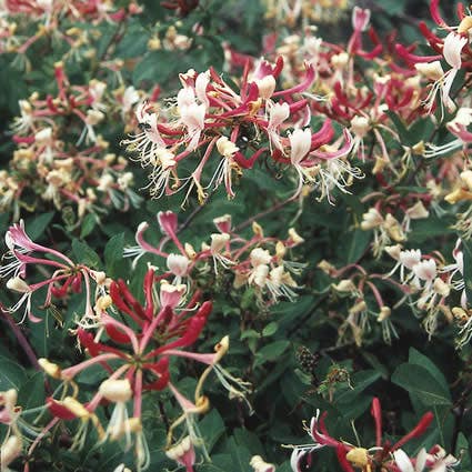  Kamperfoelie (Lonicera Periclymenum 'Serotina')