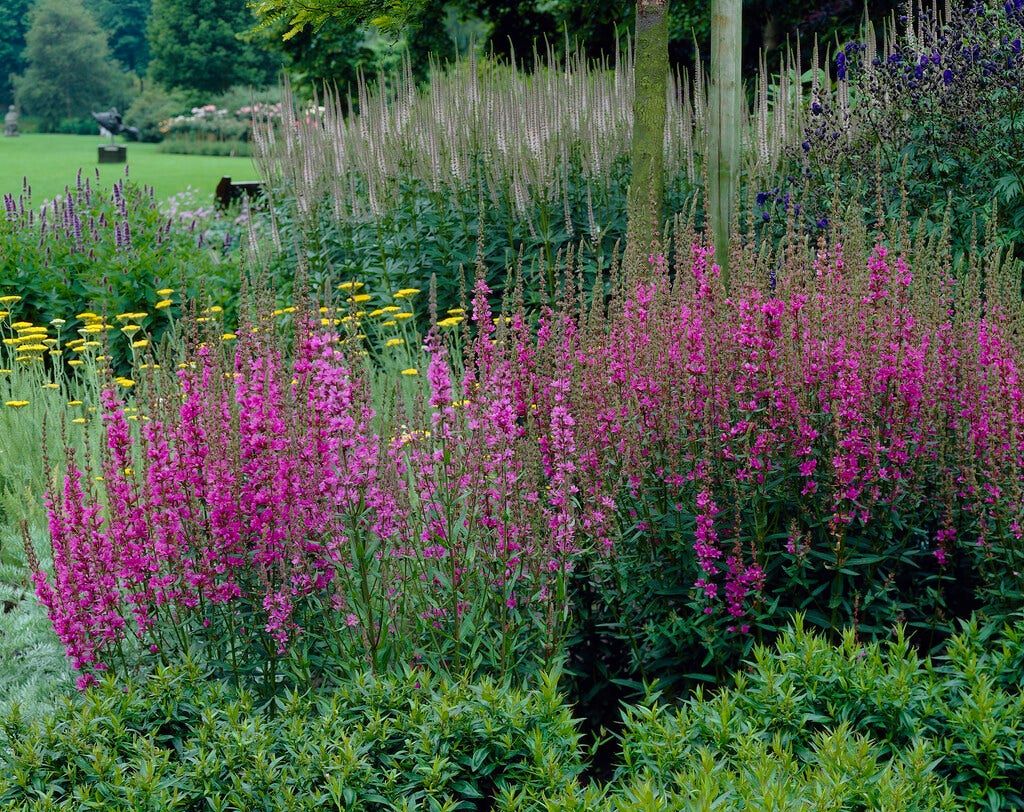  Kattestaart (Lythrum Salicaria 'Morden Pink')